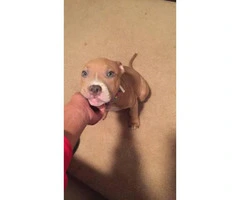 5 month old Blue Nose Pit puppy looking for a new home - 4