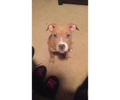 5 month old Blue Nose Pit puppy looking for a new home - 5
