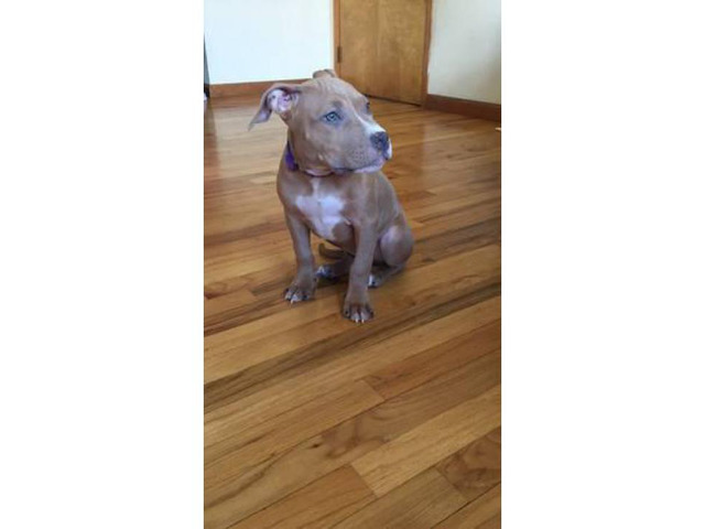 5 month old Blue Nose Pit puppy looking for a new home Newark - Puppies ...