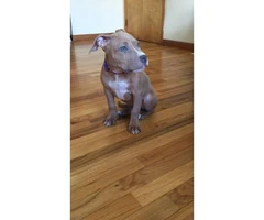 5 month old Blue Nose Pit puppy looking for a new home - 6