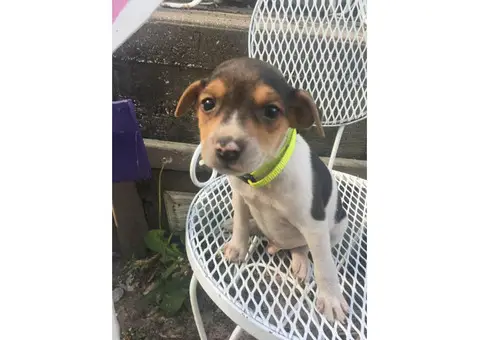 2 male rat terrier puppies left available for sale