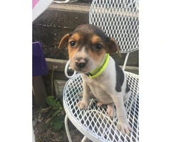 2 male rat terrier puppies left available for sale