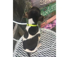 2 male rat terrier puppies left available for sale - 2