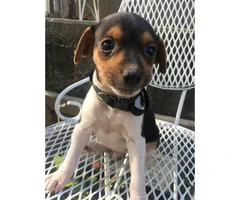 2 male rat terrier puppies left available for sale - 4
