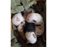 3 sweet little males Australian Shepherd puppies