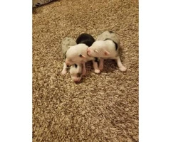 3 sweet little males Australian Shepherd puppies - 4