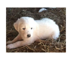 Pyrenees for sale -  4 puppies left - 2