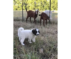 Pyrenees for sale -  4 puppies left - 3