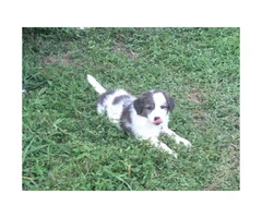 Pyrenees for sale -  4 puppies left - 4