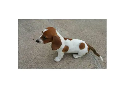 11 weeks old Dachshund Puppy for Sale