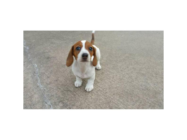 11 weeks old Dachshund Puppy for Sale in Killeen, Texas - Puppies for