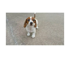 11 weeks old Dachshund Puppy for Sale - 2