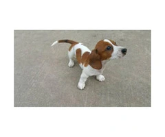 11 weeks old Dachshund Puppy for Sale - 3