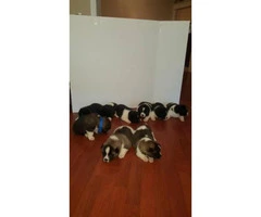 Purebred Akita puppies for sale - 2