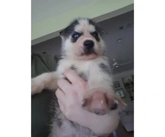 Full blooded husky puppies with papers