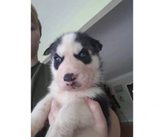 Full blooded husky puppies with papers - 2
