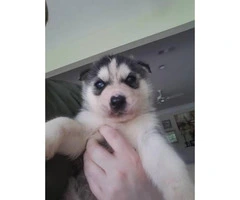 Full blooded husky puppies with papers - 3