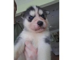 Full blooded husky puppies with papers - 4