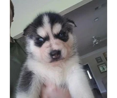 Full blooded husky puppies with papers - 5