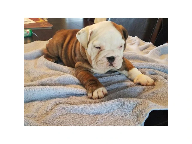 Old English Bulldog