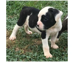 Blue Ribbon Olde English Bulldog puppies for Sale - 1