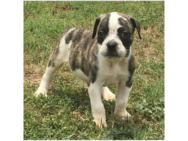 Blue Ribbon Olde English Bulldog puppies for Sale in