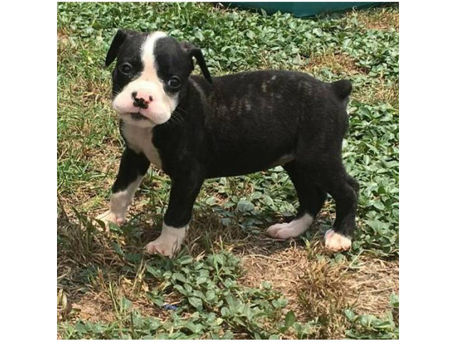 Blue Ribbon Olde English Bulldog puppies for Sale in ...