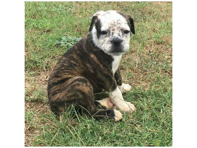 Blue Ribbon Olde English Bulldog puppies for Sale in