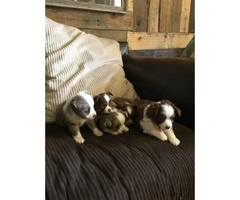 Adorable mini Aussie puppies for sale - 1