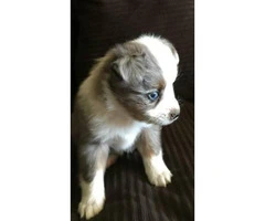 Adorable mini Aussie puppies for sale - 2