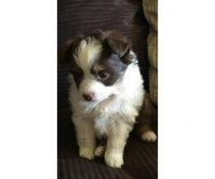 Adorable mini Aussie puppies for sale - 3
