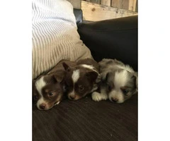 Adorable mini Aussie puppies for sale - 4