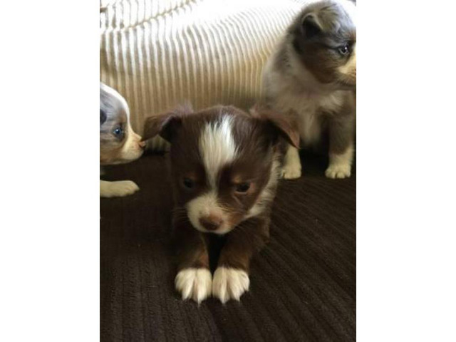 Adorable mini Aussie puppies for sale in Clovis ...