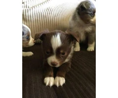 Adorable mini Aussie puppies for sale - 5