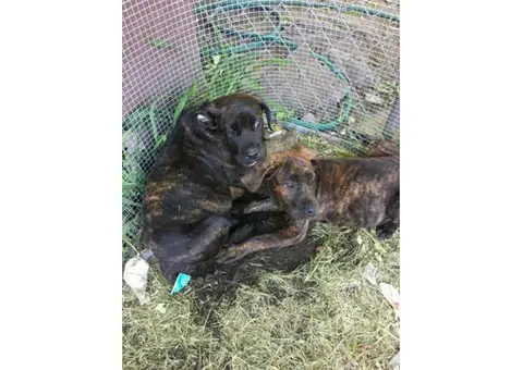 3 absolutely adorable female Cane Corso puppies