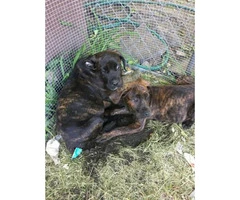 3 absolutely adorable female Cane Corso puppies