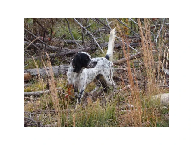 Registered English Setter pups from hunting stock - 1/9