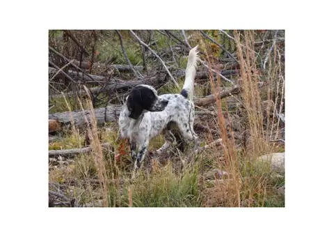 Registered English Setter pups from hunting stock