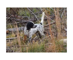 Registered English Setter pups from hunting stock