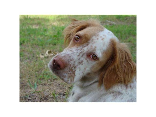 Registered English Setter pups from hunting stock in ...