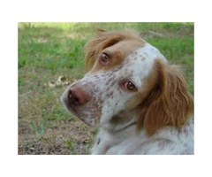 Registered English Setter pups from hunting stock - 2