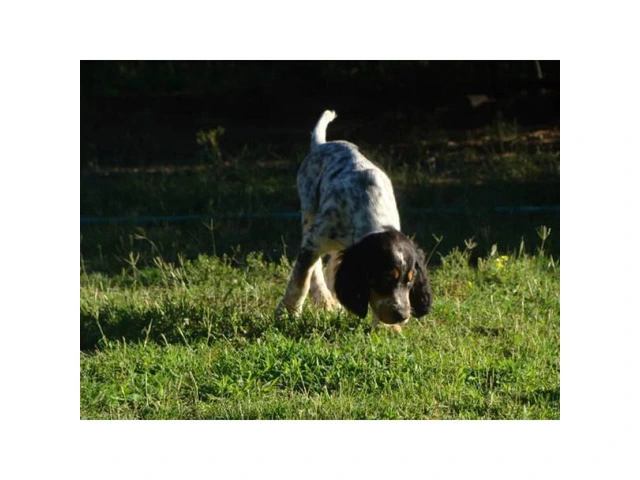 Registered English Setter pups from hunting stock - 3/9