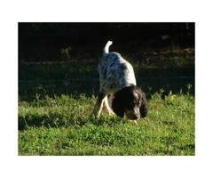 Registered English Setter pups from hunting stock - 3