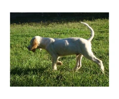 Registered English Setter pups from hunting stock - 4