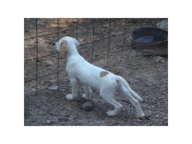 Registered English Setter pups from hunting stock - 5/9