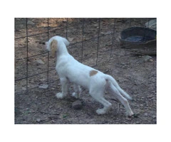 Registered English Setter pups from hunting stock - 5