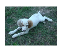 Registered English Setter pups from hunting stock - 6