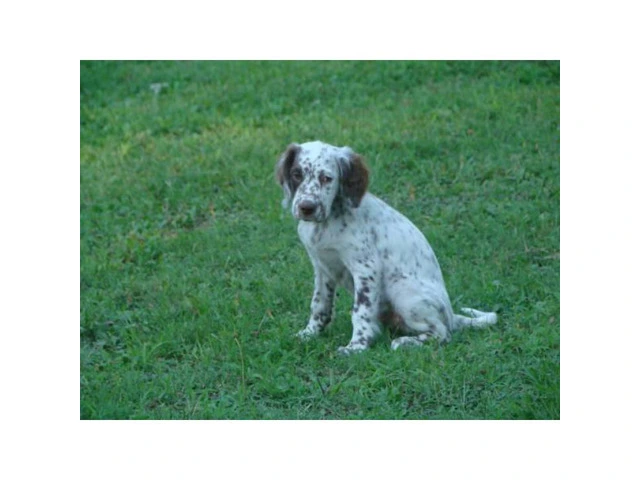Registered English Setter pups from hunting stock - 8/9