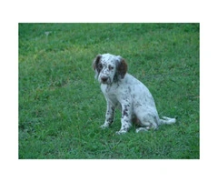 Registered English Setter pups from hunting stock - 8