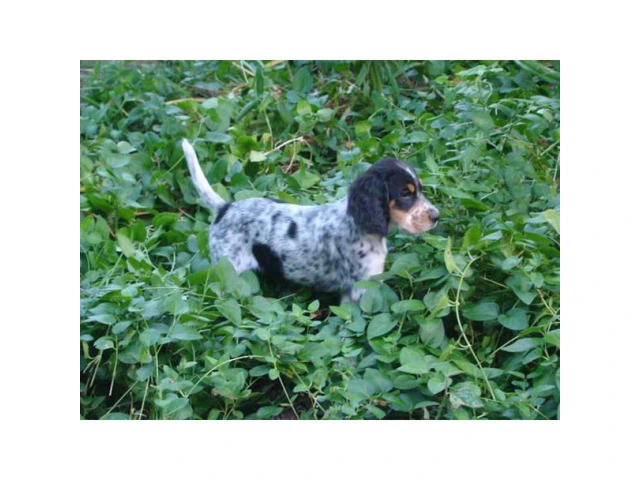 Registered English Setter pups from hunting stock - 9/9